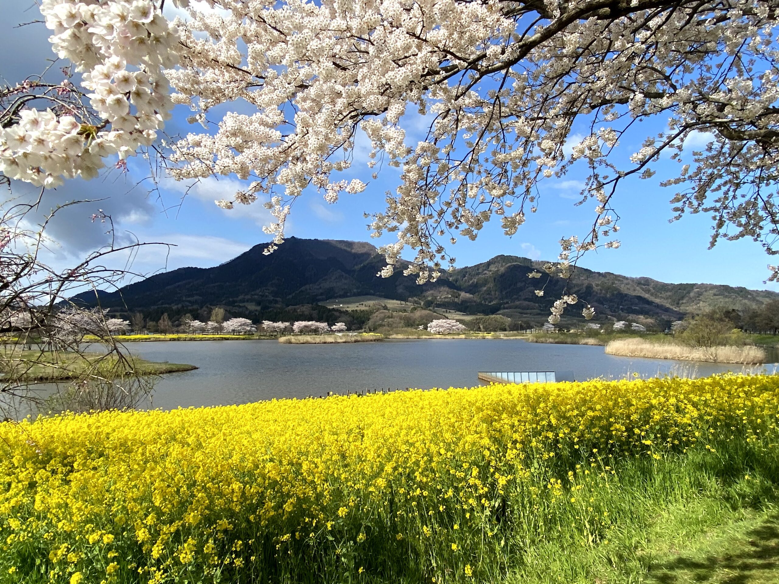 酒屋さんお薦め 花見のお供にしたい１本 | SAKE TOPICS | 新潟県酒造組合